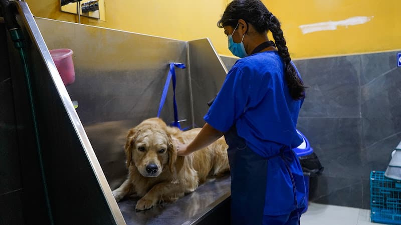 Vetic Pet Clinic Defence Colony