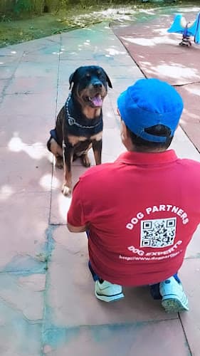 Dog Partners - Dog Trainers