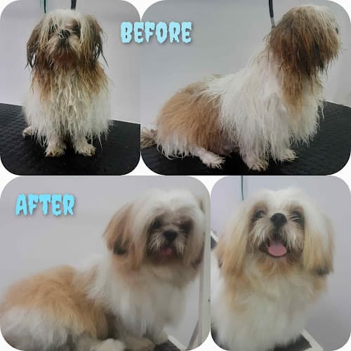 Just Cat's & Kitten's