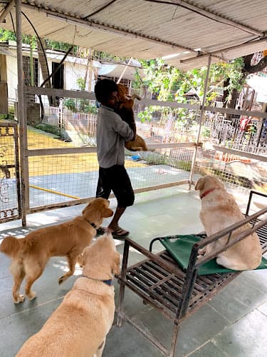 Pets Hangover Daycare And Resort