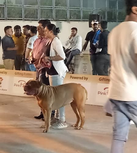 Nabamita's Happy Pack Dog Creche & Boarding Training