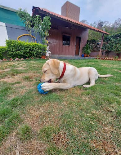 Dr.Aher's Pet Resort