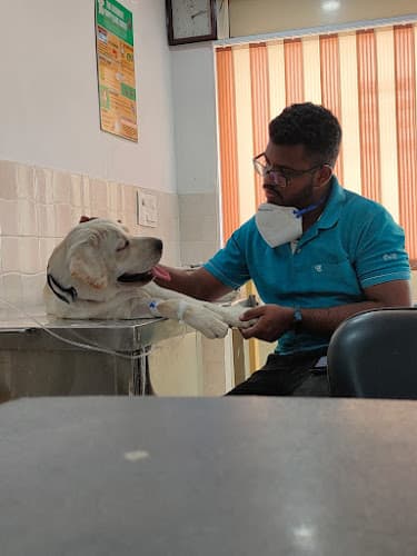 Pawsitive Steps Pet Care