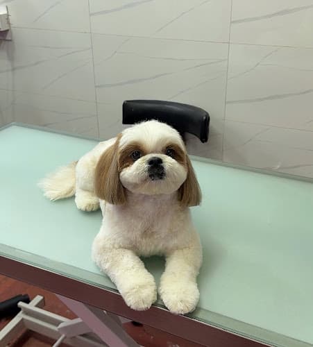 Pet Grooming Tales Grooming Salon & Academy