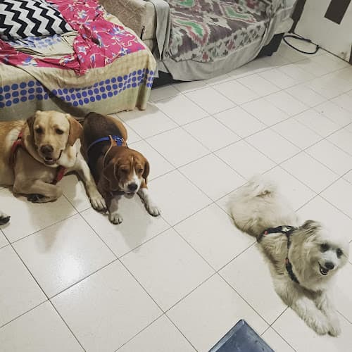 woof.woof.care by Shruti