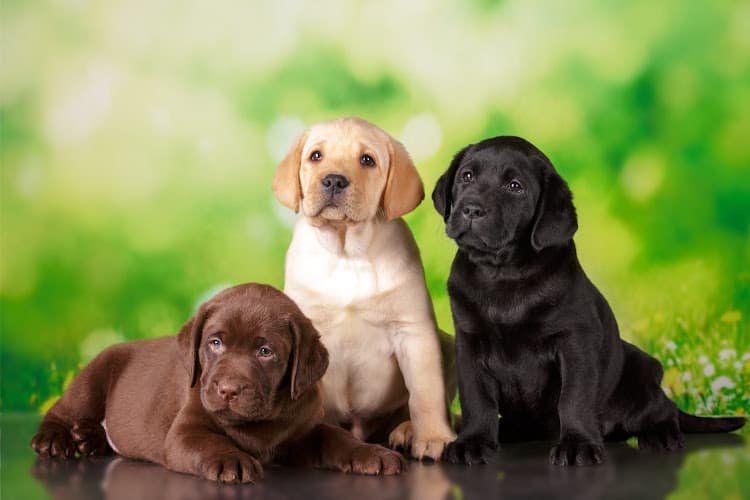 Rajput puppies kennel Delhi |Ncr |