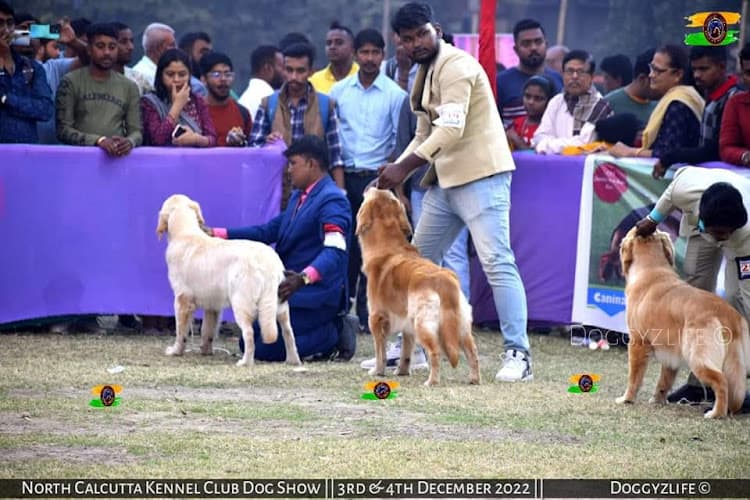Mainak professional show dog trainer