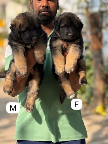 BLR Kennels – Trusted Dog Breeder & puppies for sale