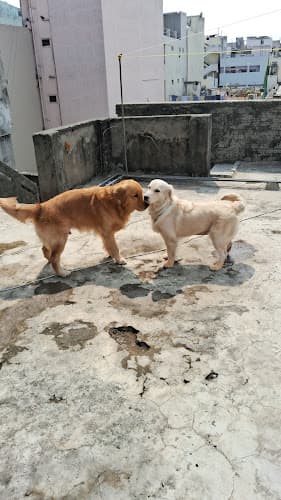 Sinni pet boarding services