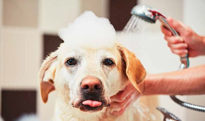 Pet Grooming & Bathing Delhi