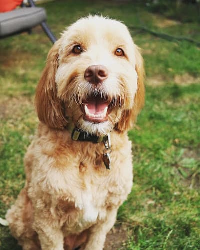 Boraiah dog training