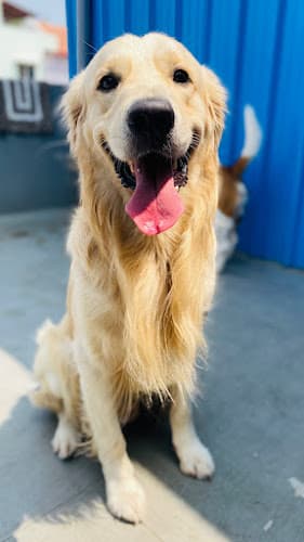 Bark place home stay for pets