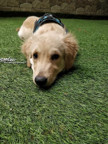 Dharam, Dog Training & Boarding House