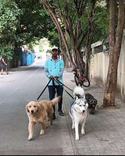 Swaraj pet'sDog Walking & Training service Pune