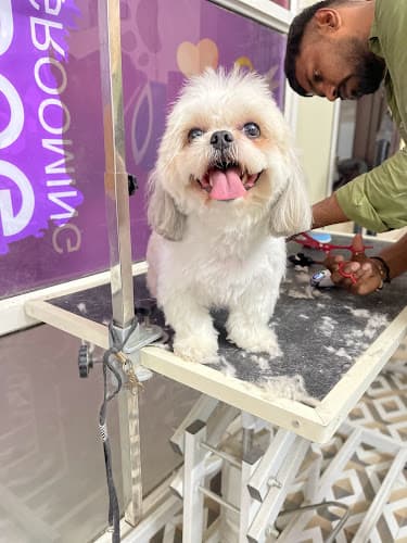Pappy Paws - Pet Grooming and Boarding services in Noida