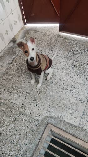 Oscar pet boarding center