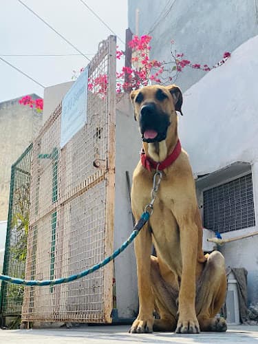 Dog trainer subhash Yadav all breed