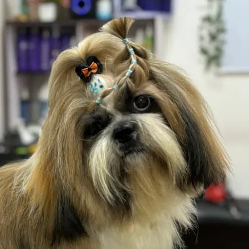 Tailwag the complete pet grooming Hub and grooming Academy