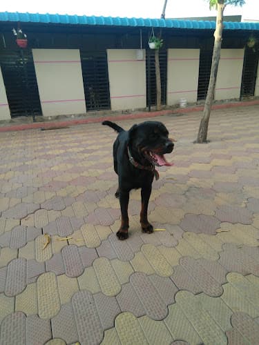 Pet palace Dog's Hostel