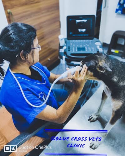 Blue Cross Vets Clinic- Pet X-Ray | Pets Blood Check | Animal Ultrasonography Navi Mumbai Kharghar