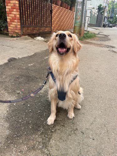 K9 Calling Dog Training by Ruchi