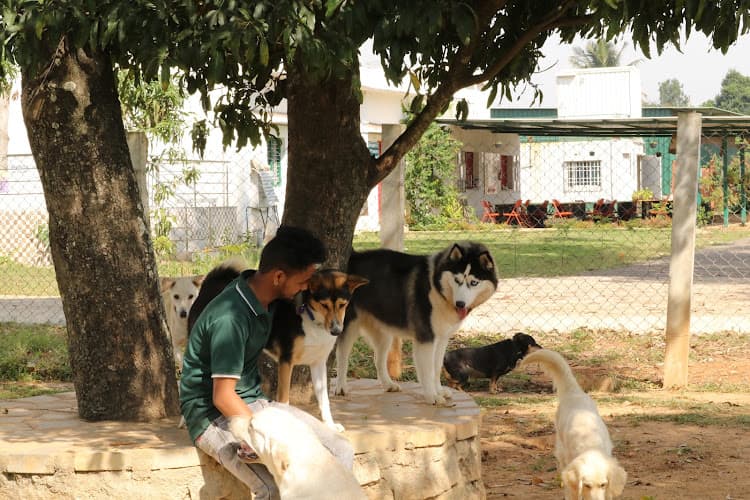 Wag-ville Pet Resort,Boarding, Pet Friendly Cafe