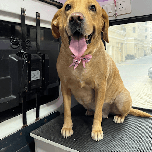 Pamper Paws Mobile Pet Grooming