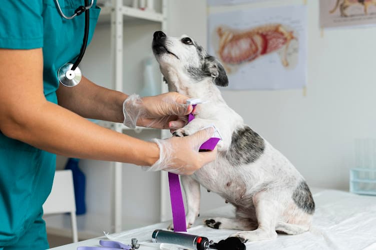 Medi Paws Pet Care Hospital
