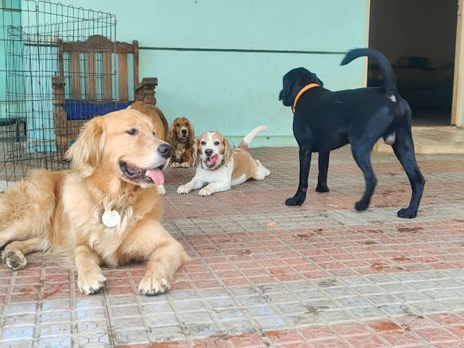 Forest Friend's Pet Boarding - Homestay/Boarding for Dogs and Cats