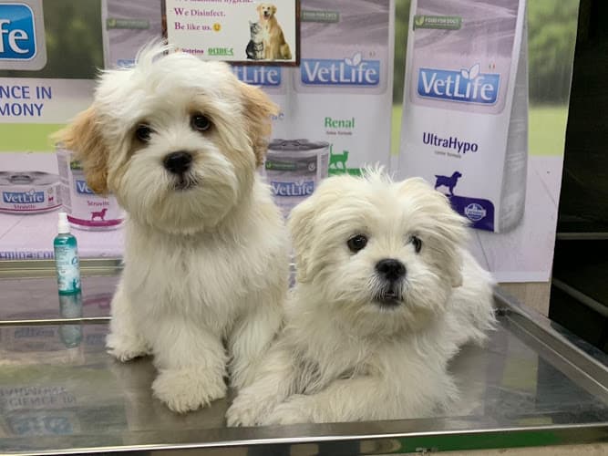 Companion Pet Clinic & Surgical Centre Dr.Mahesh Raut