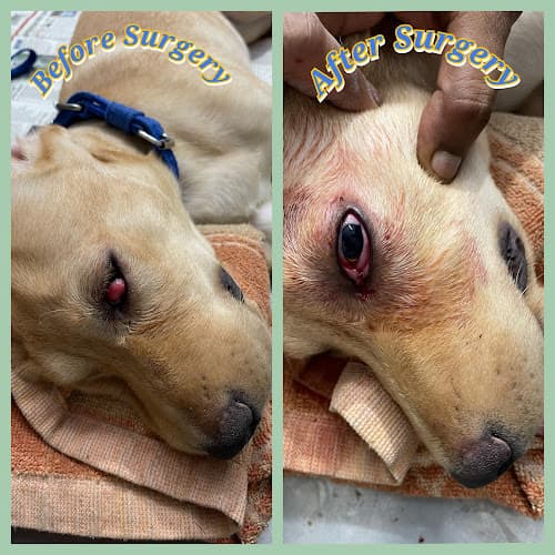 Dr Samim Aktar (Veterinary Doctor)