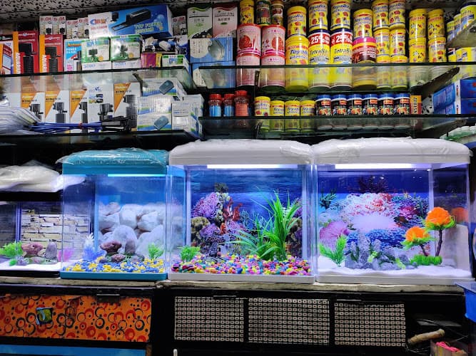 𝗗𝗲𝗲𝗽𝗮𝗸 𝗙𝗶𝘀𝗵 𝗔𝗾𝘂𝗮𝗿𝗶𝘂𝗺 - Aquarium Shop in Chandigarh