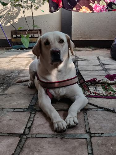 Cheerytails pet's Home Stay