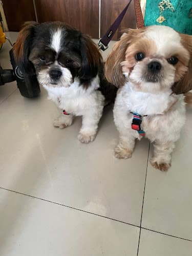 Rekha's pet boarding ( Hostel- Home stay)