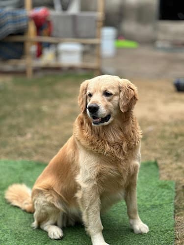 The cozy pet boarding
