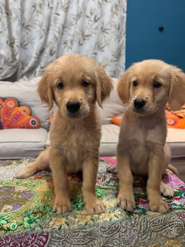 Grisha Dog Kennel /dog & Puppies For sale| shih Tzu Puppies & Poodle Puppies For Sale