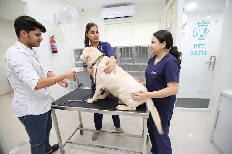 Crown Vet Aundh