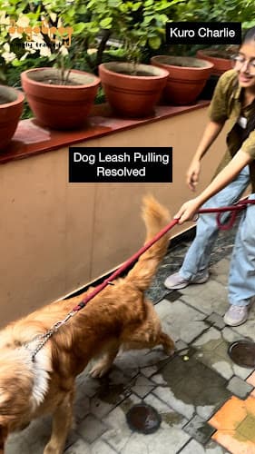 Dogobey, Dog Behaviourist/Dog Trainer