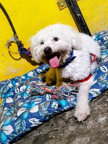 Nachoos Pet boarding