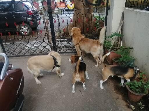 Chaitra's Canine Den