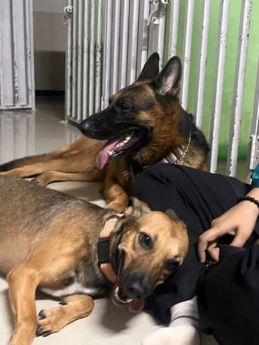 Paw Brothers Pet Boarding