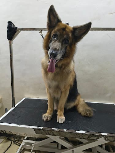 Cuddle Grooms (Dog grooming and accessories)