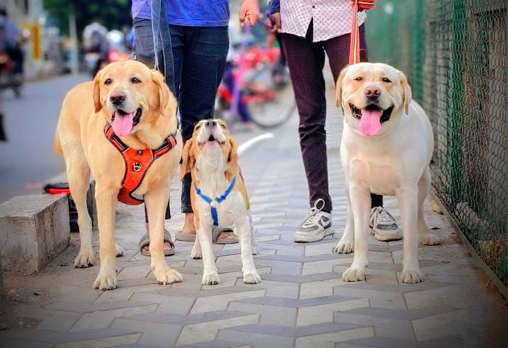 𝐀𝐤𝐬𝐡𝐚𝐝𝐚’𝐬 𝐇𝐚𝐩𝐩𝐲 𝐏𝐚𝐰𝐬 – 𝐏𝐫𝐞𝐦𝐢𝐮𝐦 𝐏𝐞𝐭 𝐂𝐚𝐫𝐞 𝐒𝐞𝐫𝐯𝐢𝐜𝐞𝐬