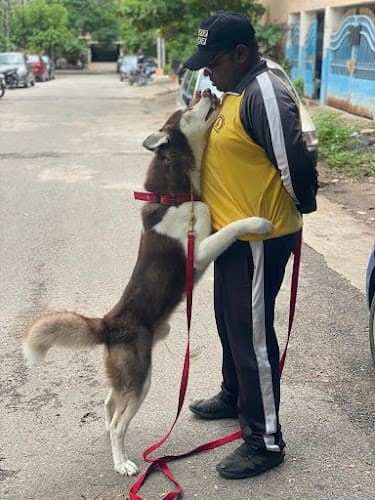 Obedience Masters Dog Trainer