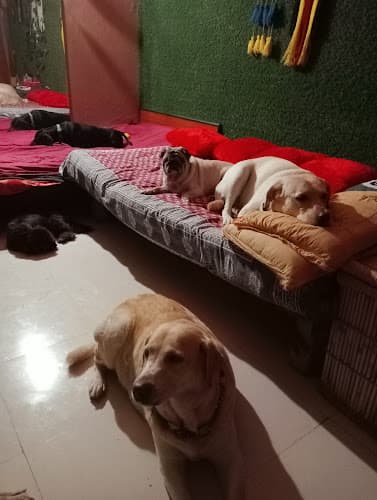 Bhow Bhow n Meaow Paradise