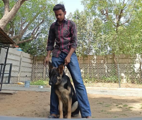 CROWN PETS | DOG TRAINING | DOG BOARDING | DOG WALKER |