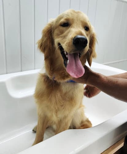 Groomingdale Dog & Cat Grooming Studio | Pet Salon | Pimple Saudagar