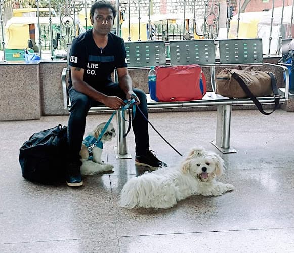 Purebred Dogs And Puppies For Sale In Bangalore