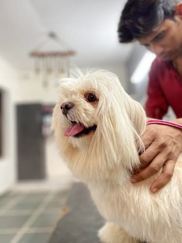 Furry Amigos pet boarding || Shop || pet spa