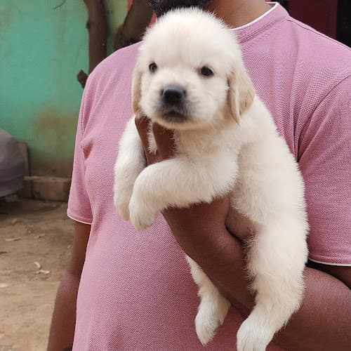 Conductors kennel - dog & Puppies for sale & Dog Boarding - Whitefield & Bellandur